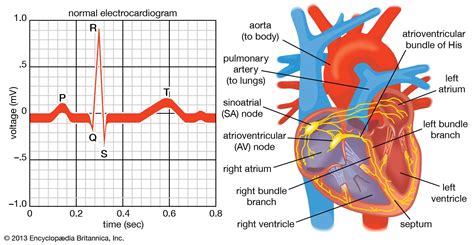 Electrocardiography (ECG) .